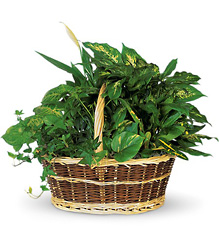 Green Garden Basket  from McIntire Florist in Fulton, Missouri